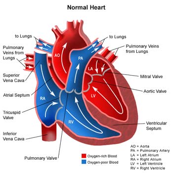  Gambar  Jantung  tiwimarthayudiblog